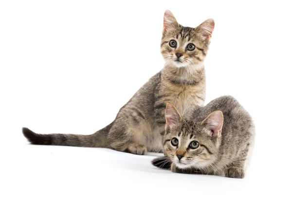 Dois gatinhos de mesa — Fotografia de Stock