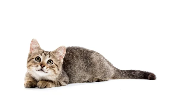 Leuk tabby katje — Stockfoto