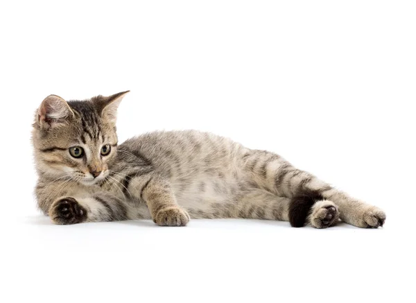 Cute tabby kitten — Stock Photo, Image