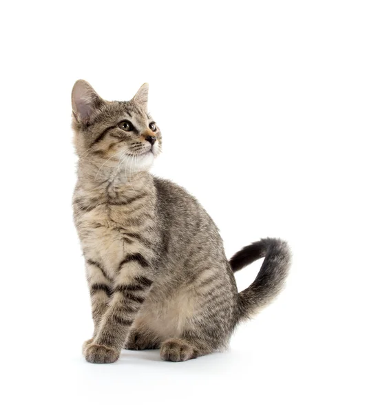 Carino gattino tabby — Foto Stock