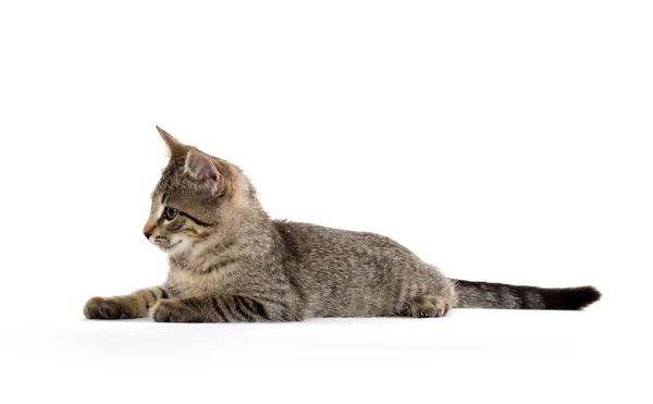 Leuk tabby katje — Stockfoto