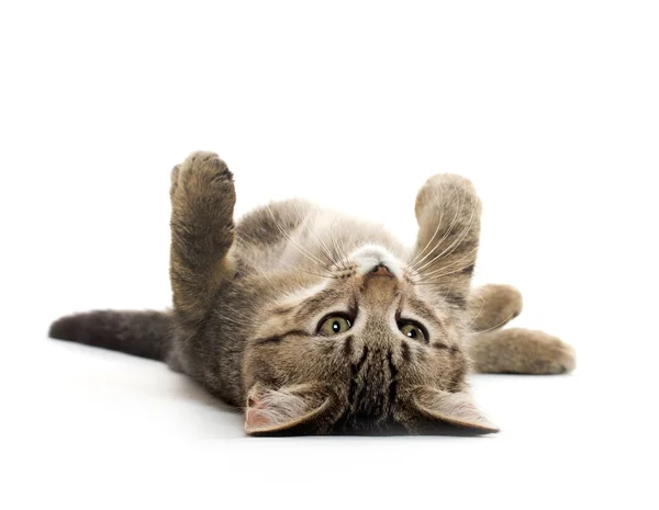 Carino tabby gattino su il suo indietro — Foto Stock