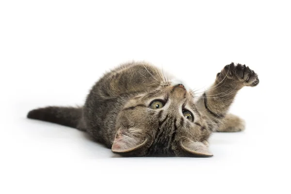 Cute tabby kitten on its back — Stock Photo, Image