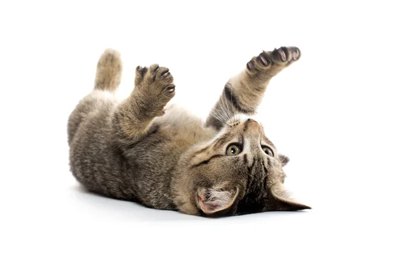 Niedliches gestromtes Kätzchen auf dem Rücken — Stockfoto