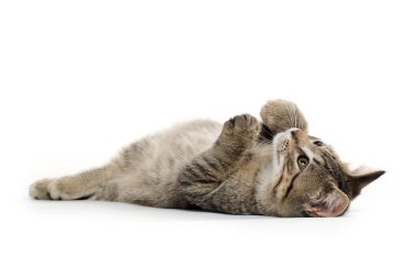 sırtında şirin tabby yavru kedi