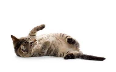şirin tabby yavru kedi