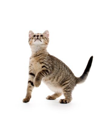 şirin tabby yavru kedi