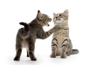 iki tabby yavru kedi