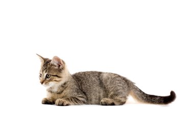 şirin tabby yavru kedi