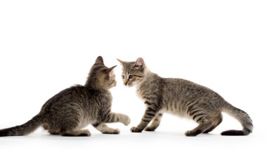 iki tabby yavru kedi