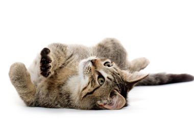 sırtında şirin tabby yavru kedi