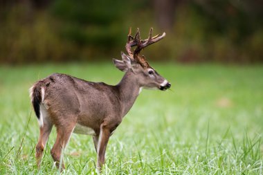 whitetailed geyik buck