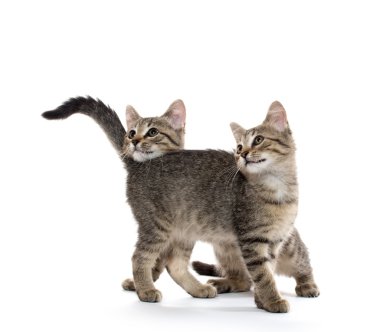 iki tabby yavru kedi