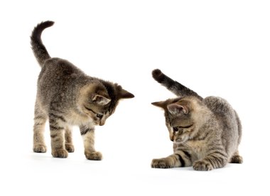 iki tabby yavru kedi