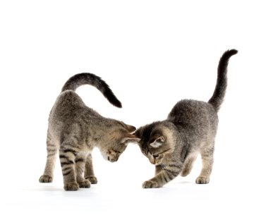 iki tabby yavru kedi