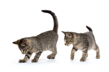 iki tabby yavru kedi