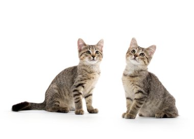 iki tabby yavru kedi