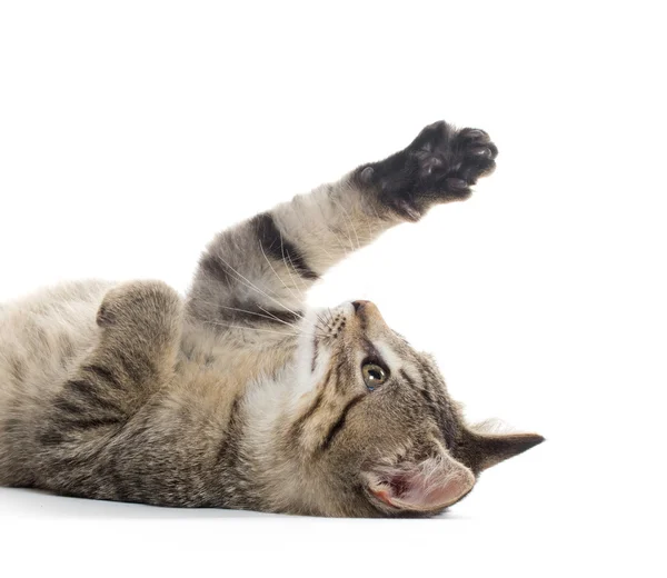 Niedliches gestromtes Kätzchen auf dem Rücken — Stockfoto