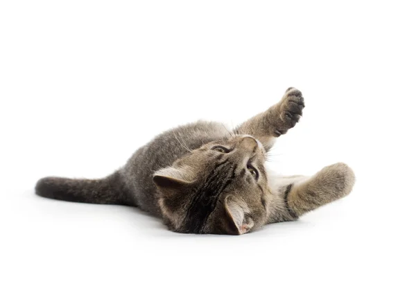 Lindo gatito tabby en su espalda — Foto de Stock