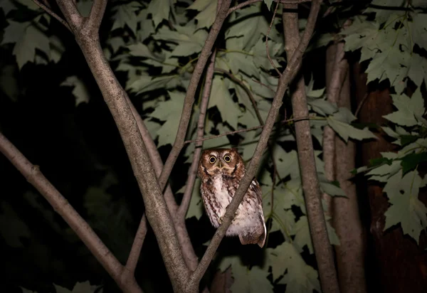 Coruja de Screech oriental — Fotografia de Stock