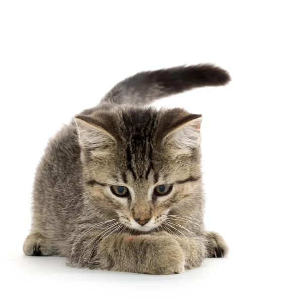 Cute tabby kitten — Stock Photo, Image