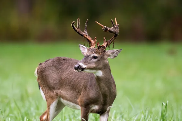 Whitetailed jelenie buck — Zdjęcie stockowe