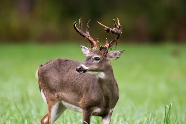 Cervo dalla coda bianca buck — Foto Stock