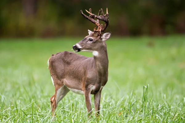 Cervo dalla coda bianca buck — Foto Stock