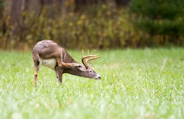 Whitetailed jelenie buck — Zdjęcie stockowe
