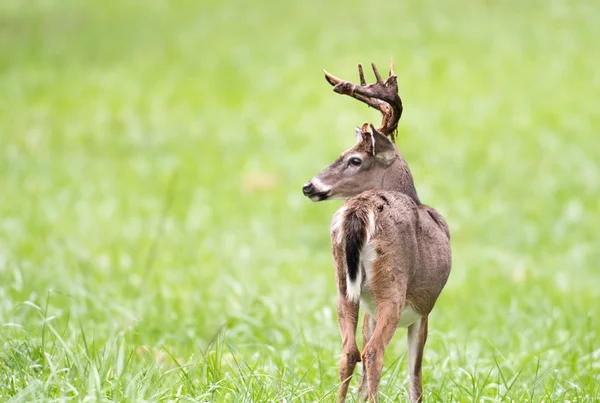 Whitetailed deer buck — Stock Photo, Image