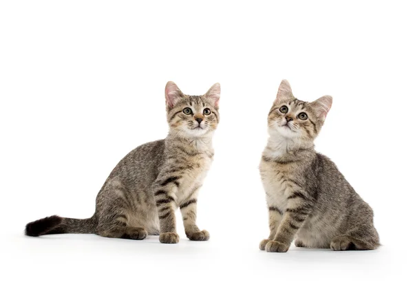 Dwa kociaki Mora — Zdjęcie stockowe