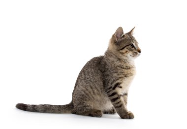 şirin tabby yavru kedi