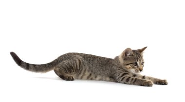 şirin tabby yavru kedi