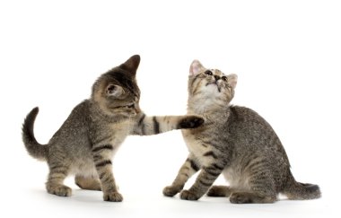 iki tabby yavru kedi