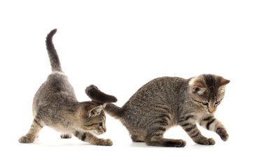 iki tabby yavru kedi