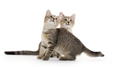 iki tabby yavru kedi