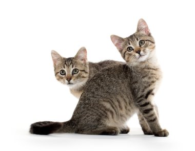 iki tabby yavru kedi
