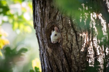 Beyaz sincap deliğinden dikizlerken