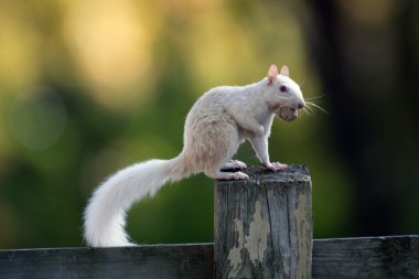 White squirrel