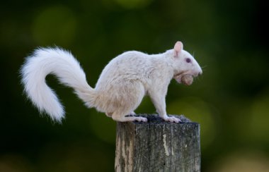 White squirrel