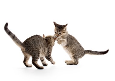 iki tabby yavru kedi