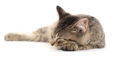 şirin tabby yavru kedi beyaz