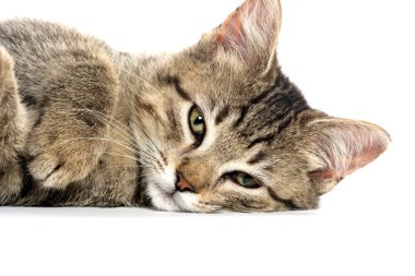 şirin tabby yavru kedi beyaz