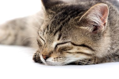 şirin tabby yavru kedi beyaz