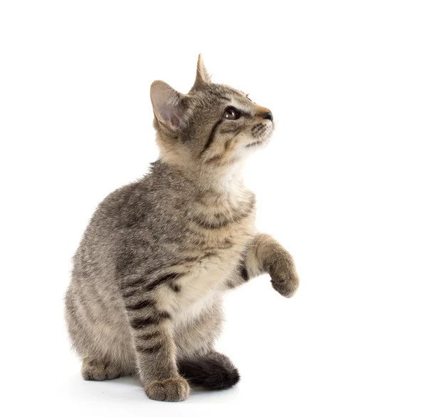Ładny zaprawa murarska kotek — Zdjęcie stockowe