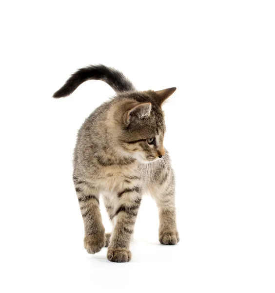 Cute tabby kitten — Stock Photo, Image