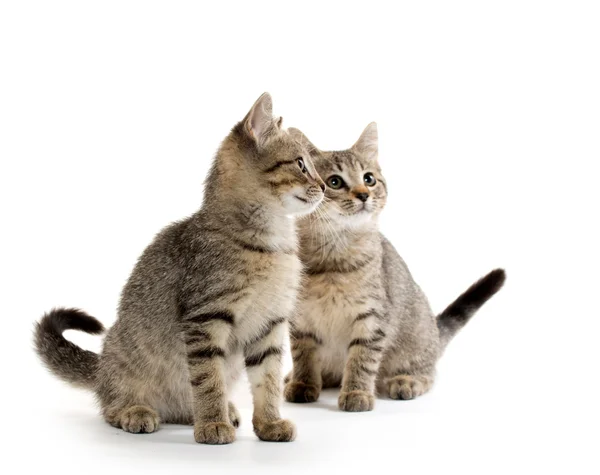 Twee tabby kittens — Stockfoto