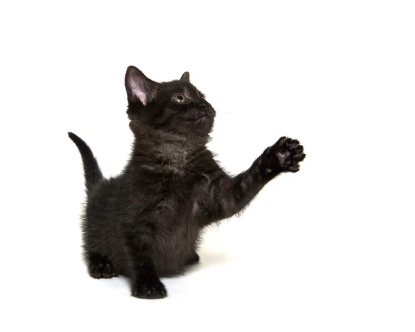 Süße schwarze Katze auf weiß — Stockfoto