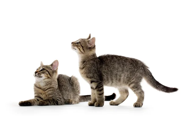 Two tabby kittens — Stock Photo, Image