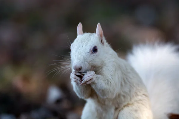 White squirrel — Stok fotoğraf